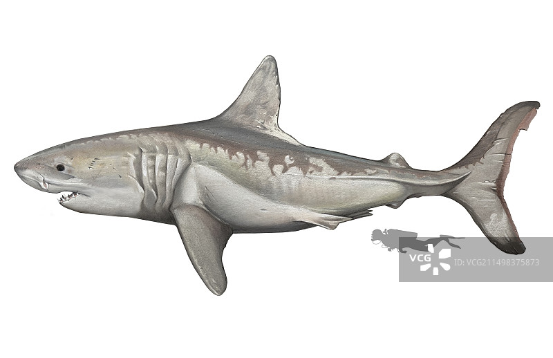 史前巨齿鲨插图图片素材