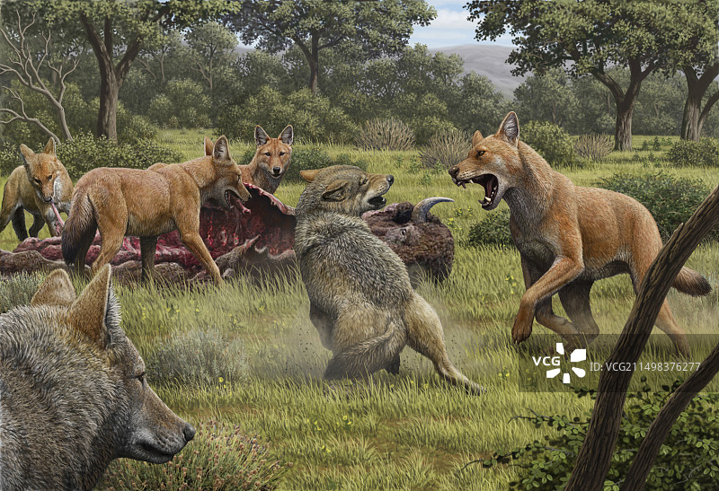 恐狼保护猎物插画图片素材