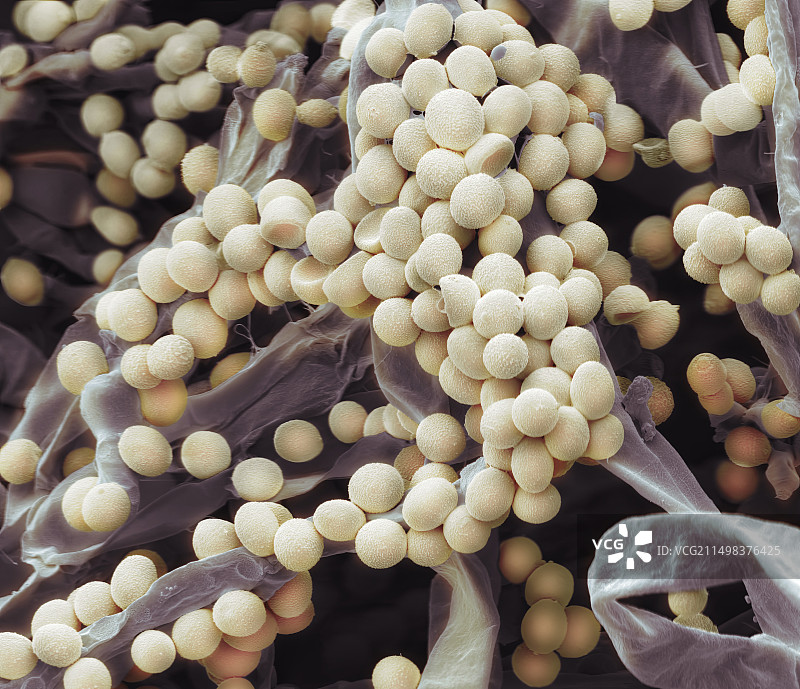 奶酪真菌扫描电镜图片素材