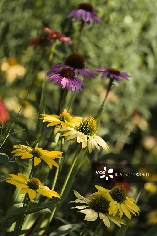 混合松果菊图片素材
