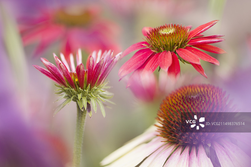 松果菊（Sombrero Tres Amigos品种）图片素材