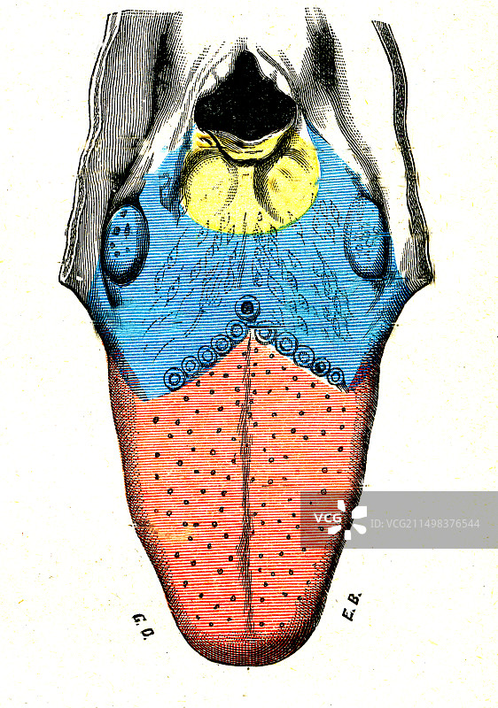 舌神经图，图示图片素材