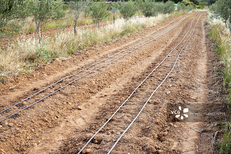 农场的滴灌系统图片素材
