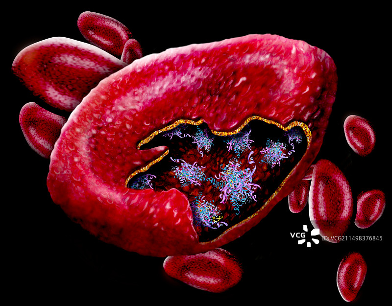 红血球，插图图片素材