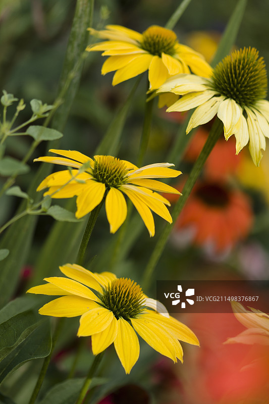 盛开的松果菊图片素材