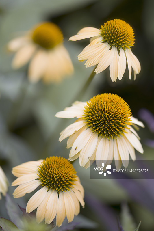 圆锥花(紫锥菊属)“夏安族精神”)图片素材
