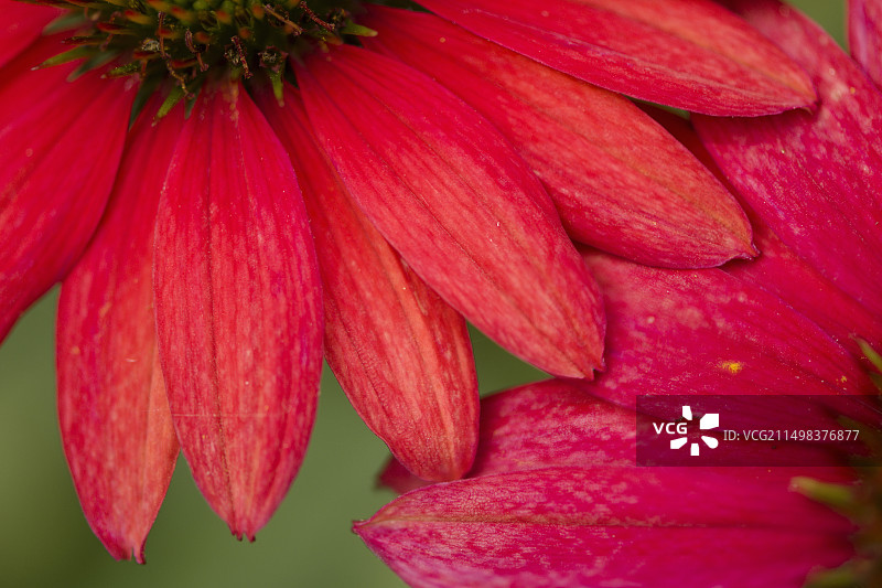 松果菊（Sombrero Tres Amigos品种）图片素材