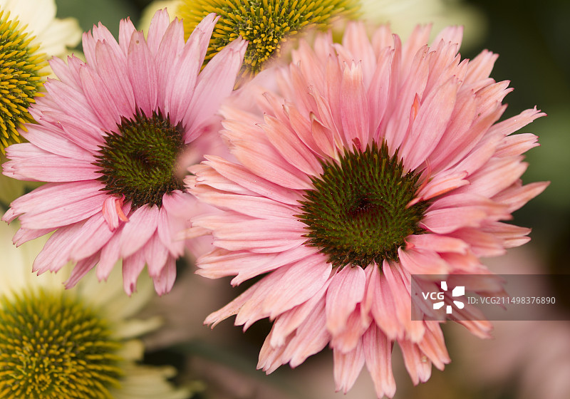 盛开的松果菊图片素材