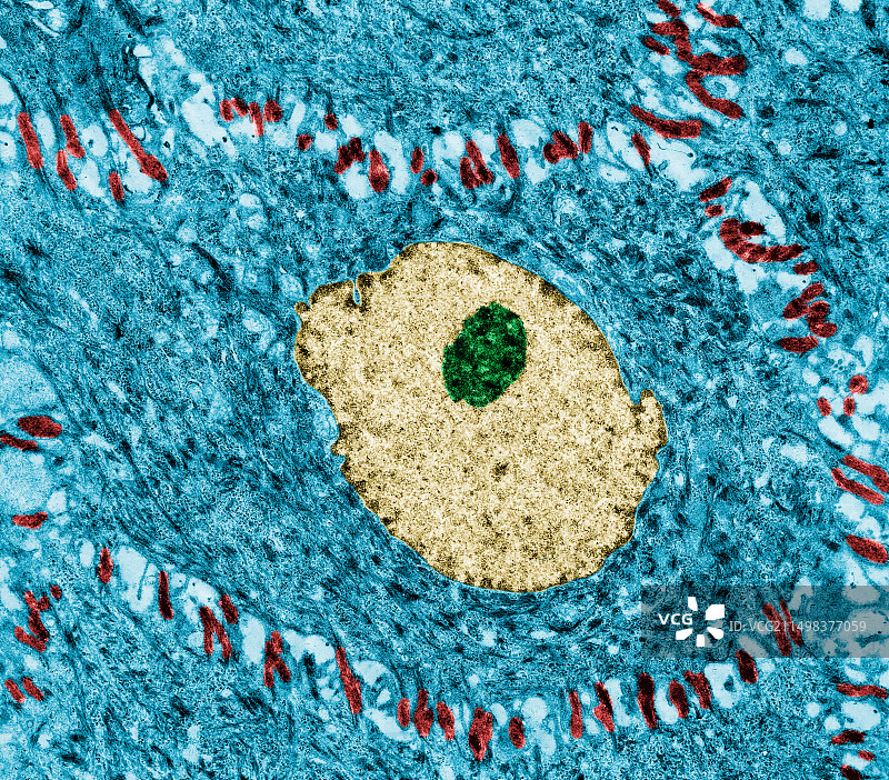 表皮中的桥粒（透射电镜）图片素材