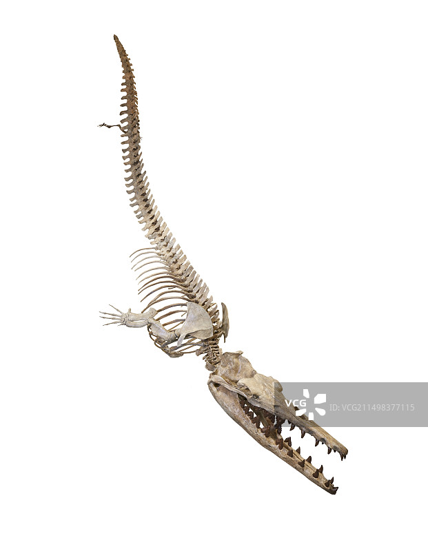 史前鲸鱼骨骼图片素材