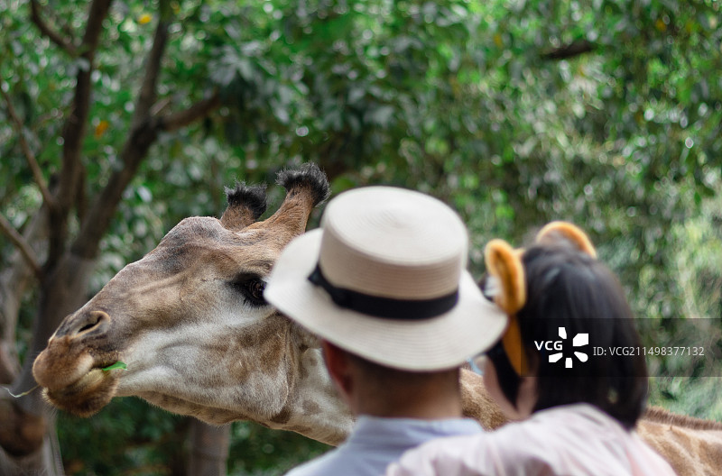 中国爸爸带着女儿在动物园游玩喂长颈鹿图片素材