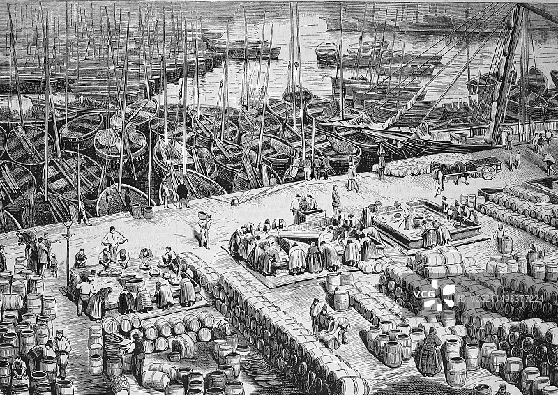 19世纪的鲱鱼加工插图图片素材