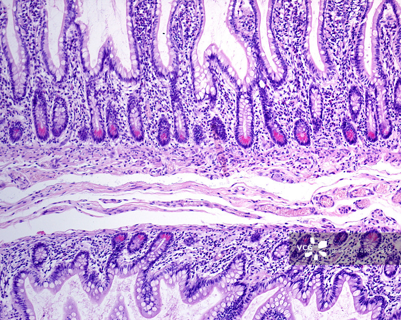 小肠潘氏细胞，光学显微照片图片素材