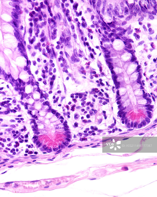 小肠潘氏细胞，光学显微照片图片素材