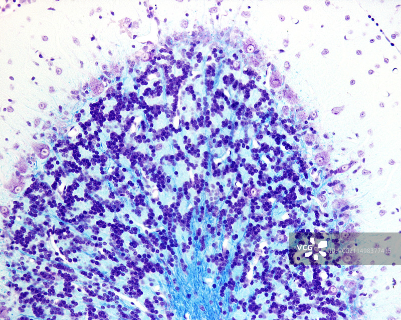 小脑皮层显微照片图片素材