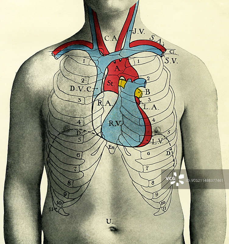 血液循环示意图图片素材