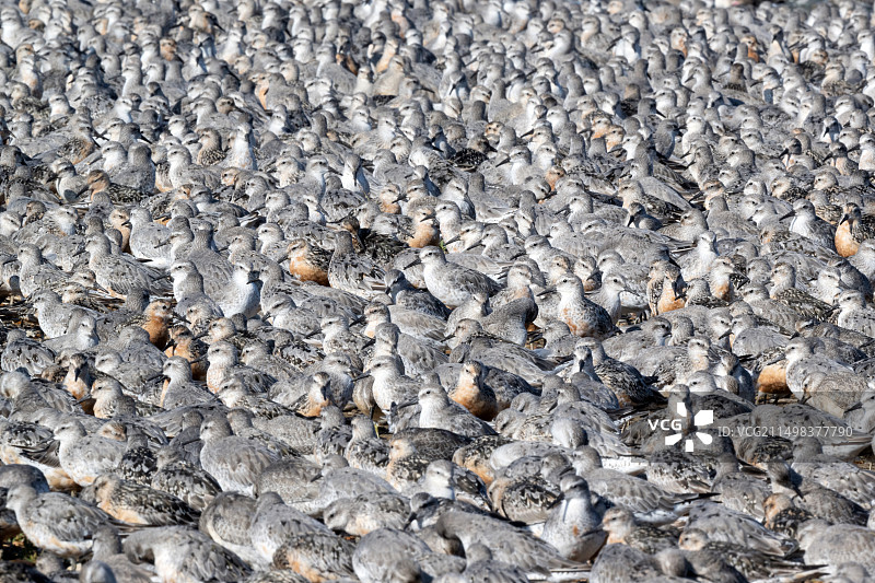 地面上的滨鸟群图片素材