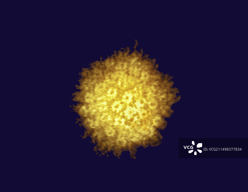 单纯疱疹病毒（透射电镜）图片素材