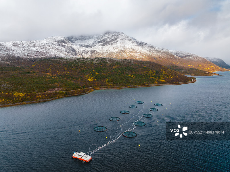 北欧，北极圈，北挪威，诺尔兰郡，鲑鱼养殖场，三文鱼，雪山，冰川，航拍，秋景，勒丁恩Lødingen图片素材