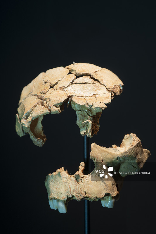 史前人类头骨碎片图片素材