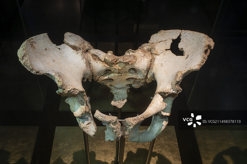 史前人类骨盆图片素材