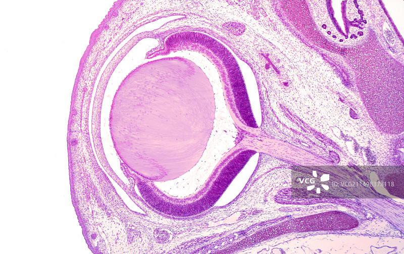 发育中的大鼠眼部显微照片图片素材