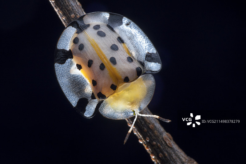 龟甲虫图片素材