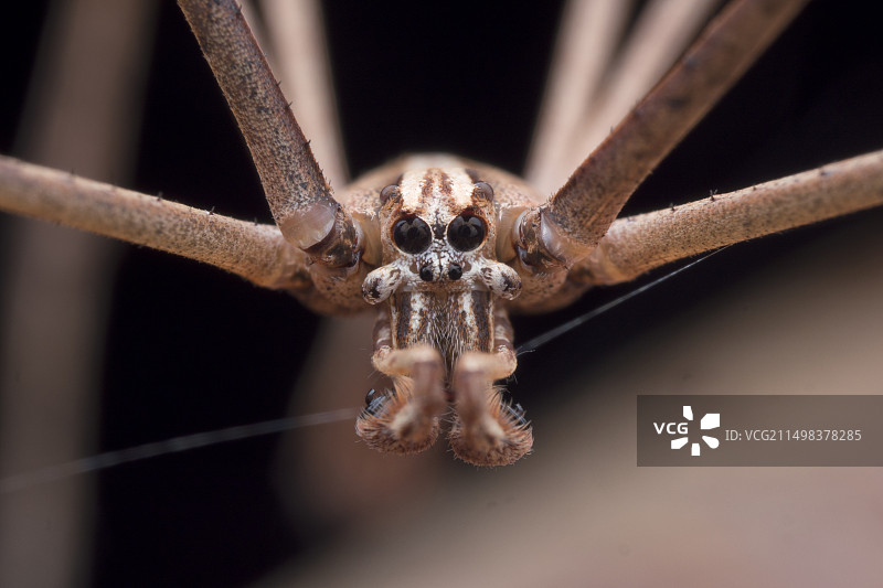 雄性网 कास्ट 蜘蛛特写图片素材