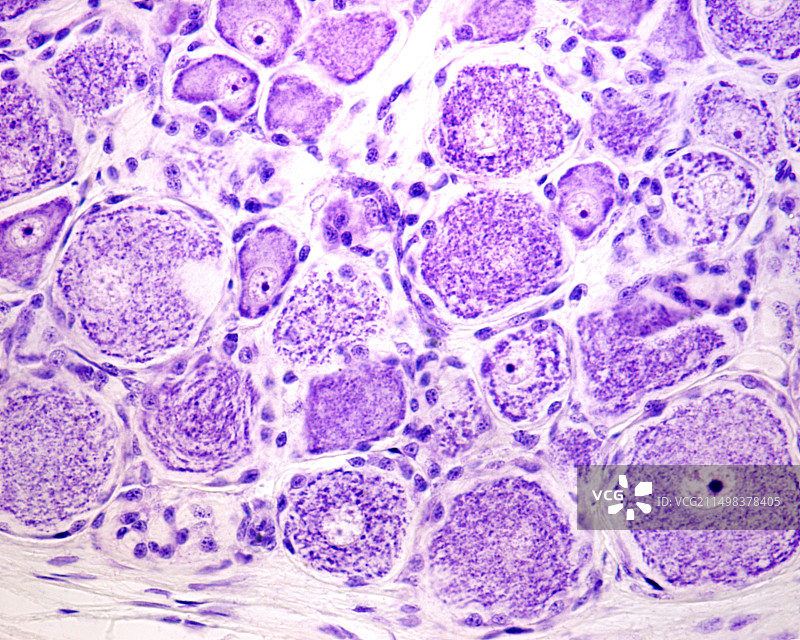 背根神经节显微照片图片素材
