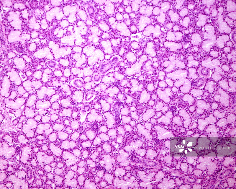人体的舌下腺，显微照片图片素材