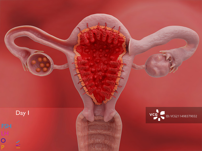 月经周期第一天的子宫和卵巢插图图片素材