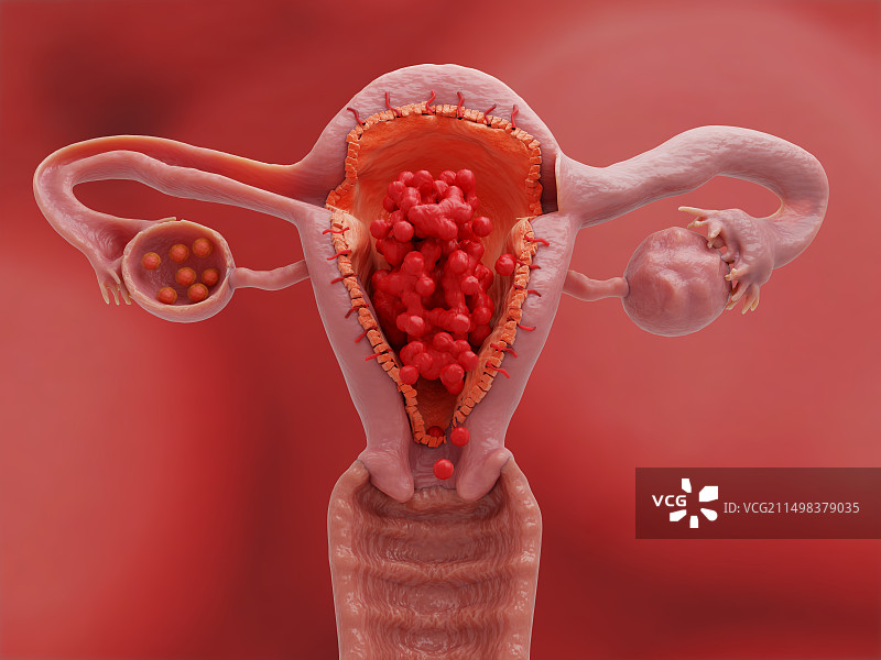 月经周期第5天的子宫和卵巢插图图片素材