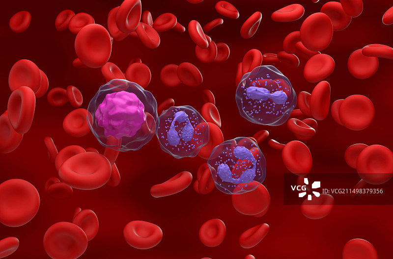 高嗜中性粒细胞与淋巴细胞比率图图片素材