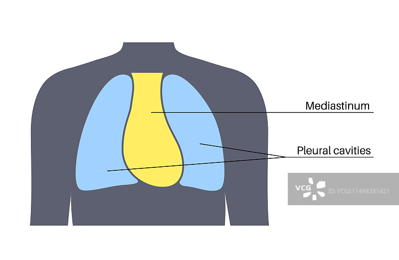 纵隔解剖图图片素材