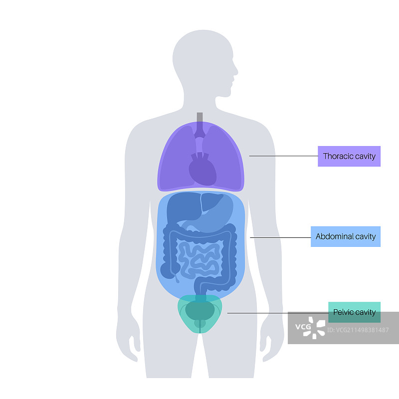 体腔结构图图片素材