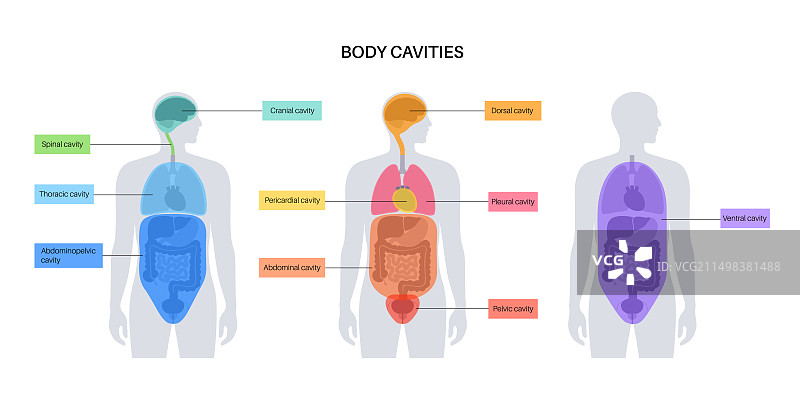 体腔结构图图片素材
