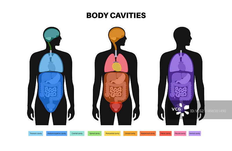 体腔结构图图片素材