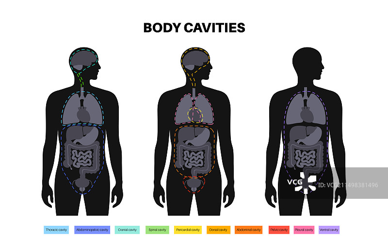 体腔结构图图片素材