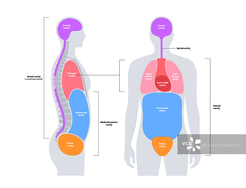 体腔，插图图片素材