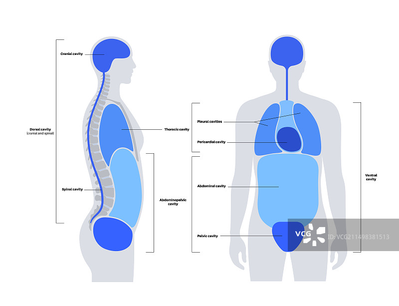体腔结构图图片素材