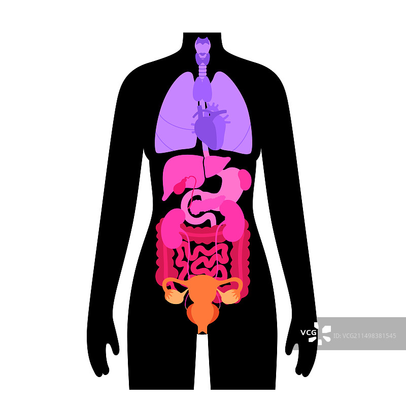 女性内脏器官插图图片素材