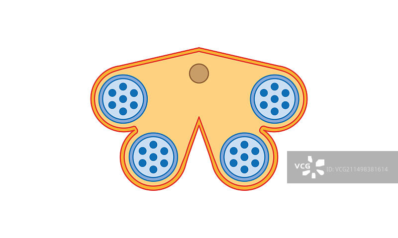 花药结构插图图片素材