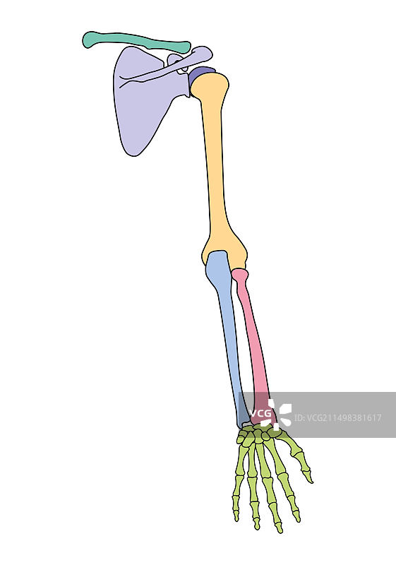 人手臂解剖结构插图图片素材