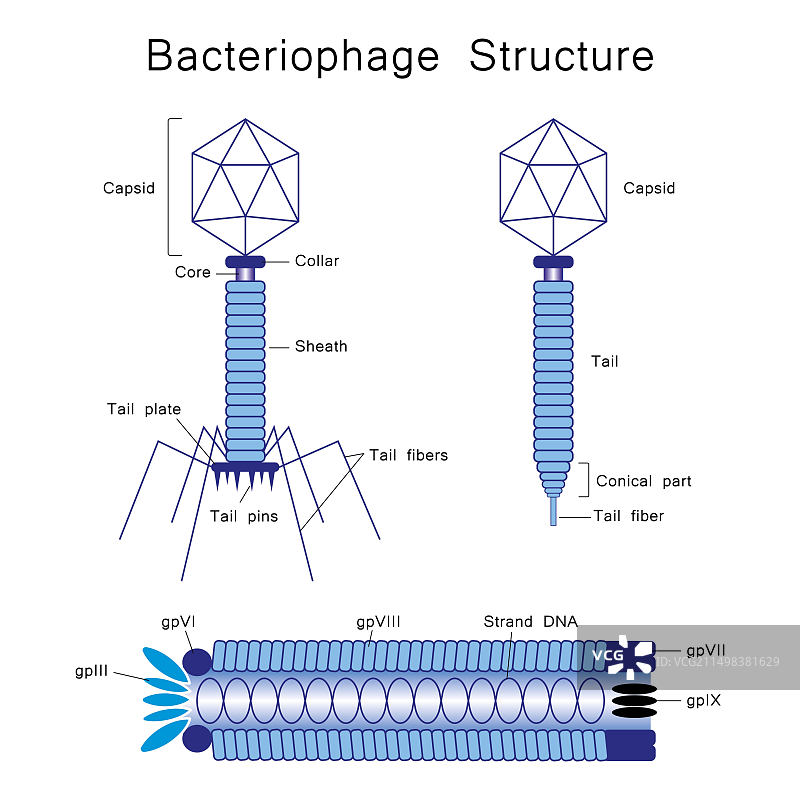 噬菌体插图图片素材