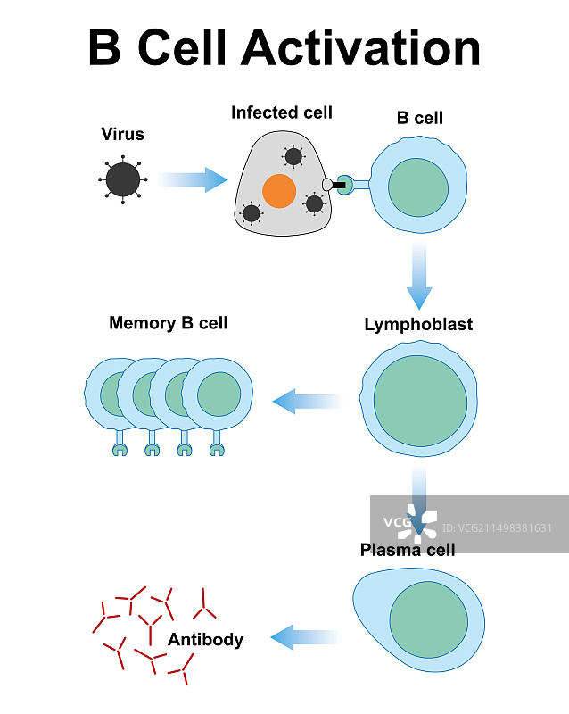 B细胞激活插画图片素材