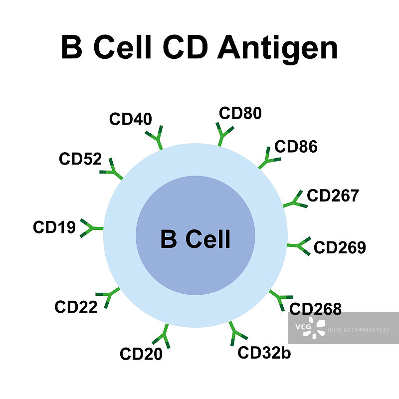 B细胞CD抗原图示图片素材