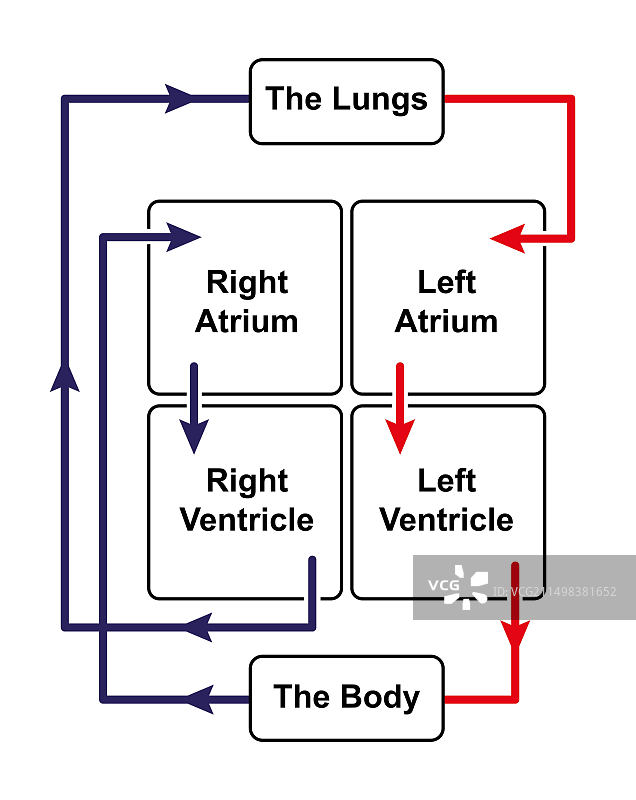 血液循环示意图图片素材