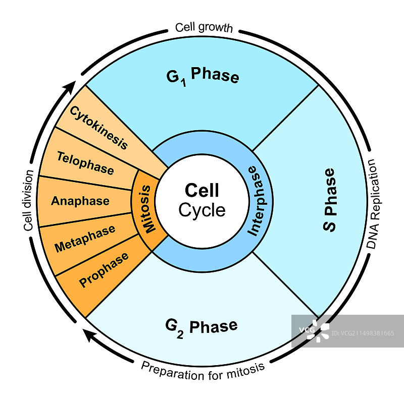 细胞周期，图示图片素材
