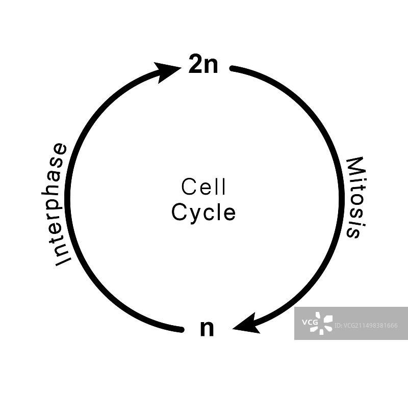 细胞周期，图示图片素材