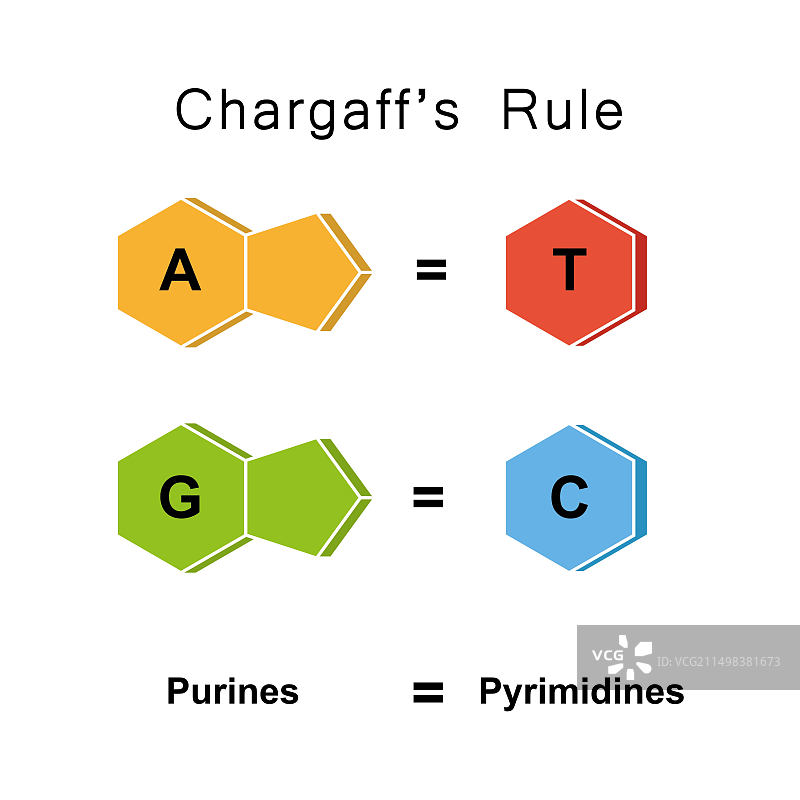 查加夫法则图示图片素材
